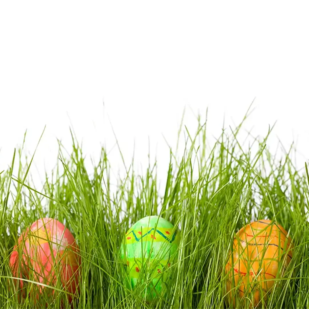 Three brightly colored Easter eggs—red, green, and orange—nestled in tall, fresh green grass against a white background.