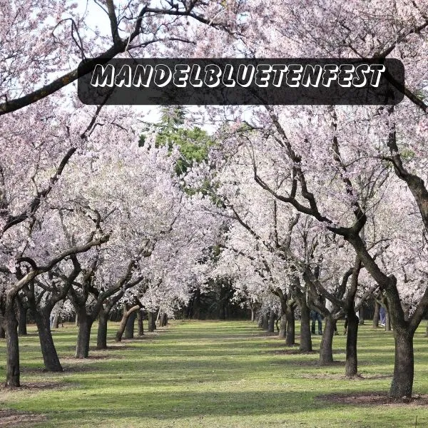 Mandelbluetenfest trees