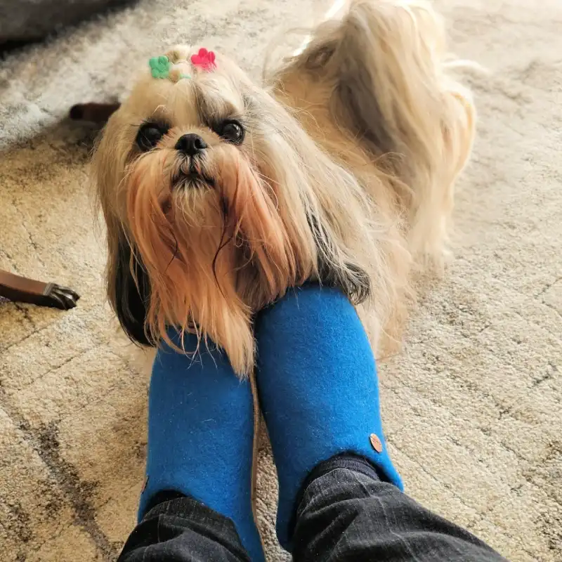 Small dog named Dolly resting her head on blue WoolFit slippers worn by the author while visiting a friend’s home.