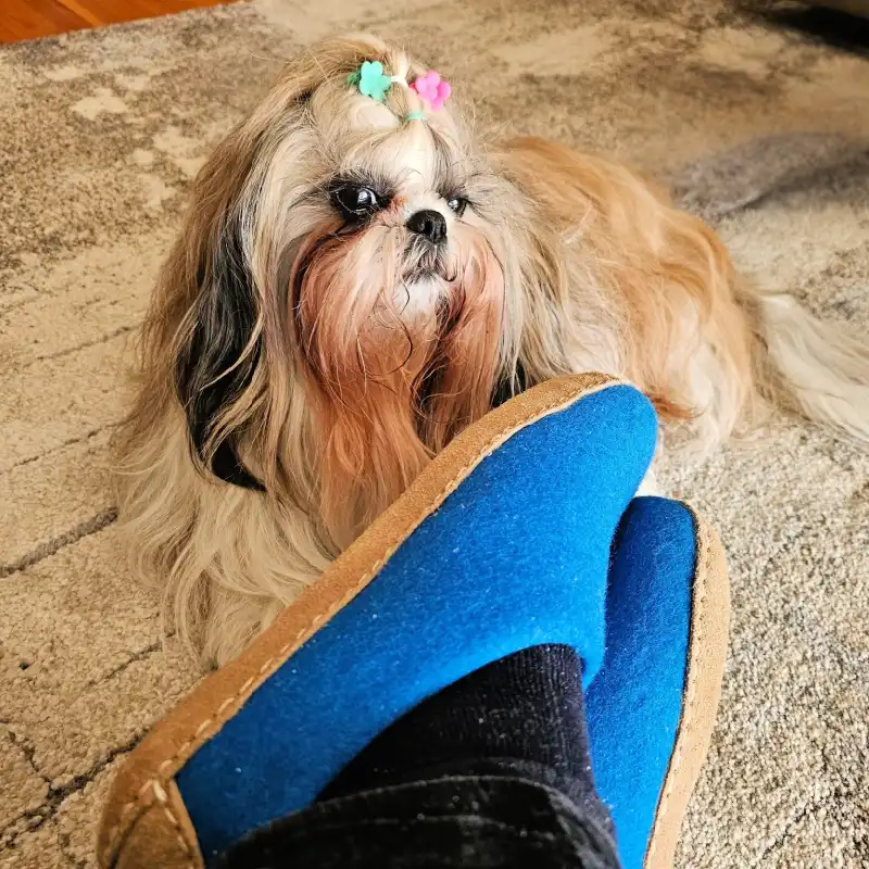 Dolly the dog lying peacefully beside a pair of blue WoolFit Footprint slippers on a textured rug indoors.