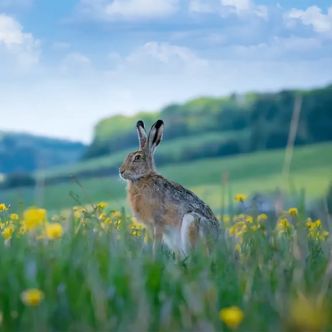 A brown hare sitting in a field of yellow wildflowers with rolling green hills and a blue sky in the background, symbolizing springtime and Easter.