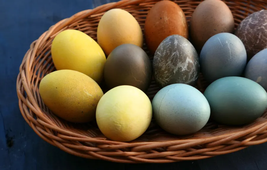 Naturally dyed Easter eggs in earthy amber, yellow, brown and blue-green tones in a wicker basket, a German Easter tradition