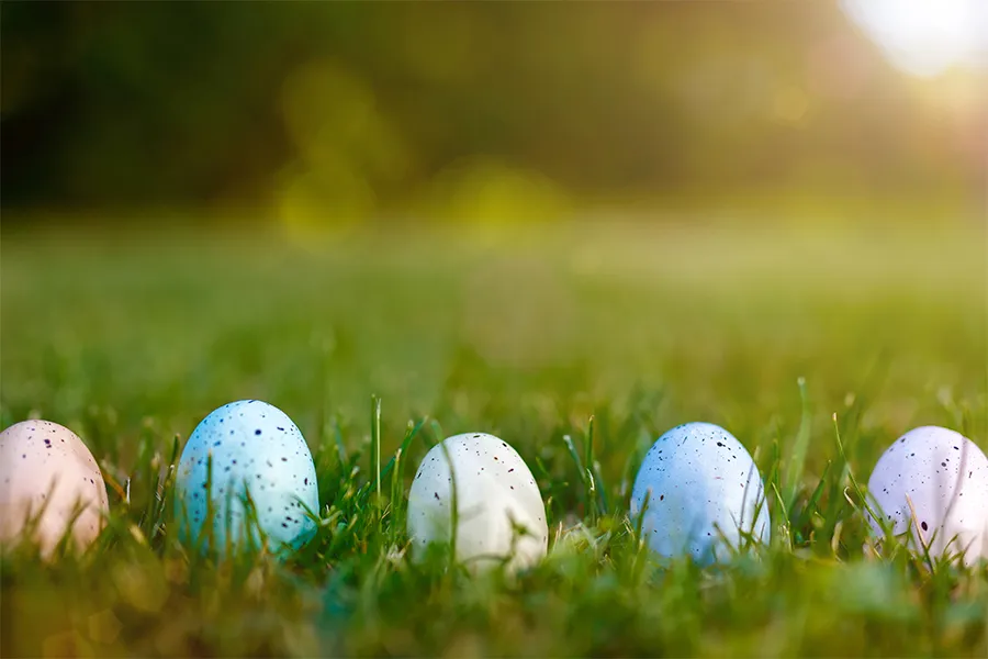 Easter Eggs in the grass Five speckled Easter eggs rest on green grass under sunlight.