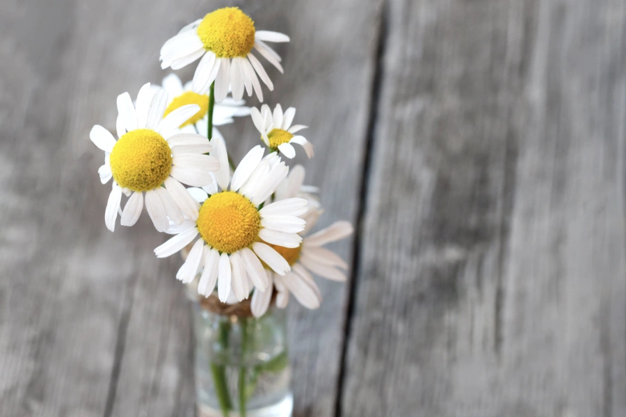 Daisies in a glass vase on a rustic wooden table.