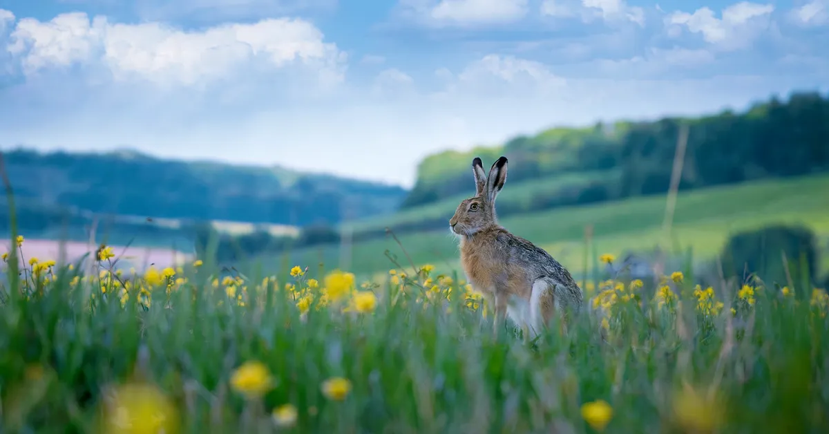 A hare sits in a field of yellow flowers, with distant rolling hills and a cloudy blue sky in the background.